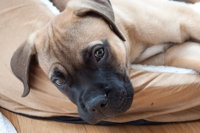 Cachorros BullMastiff