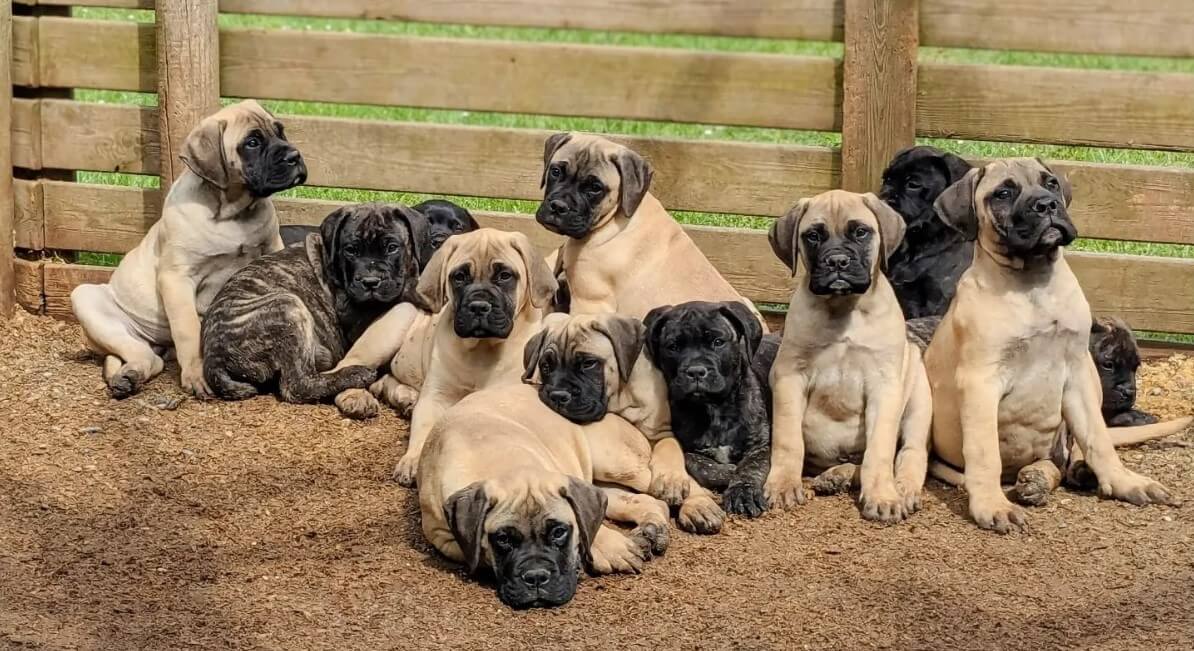 Cachorros BullMastiff Gorg Negre