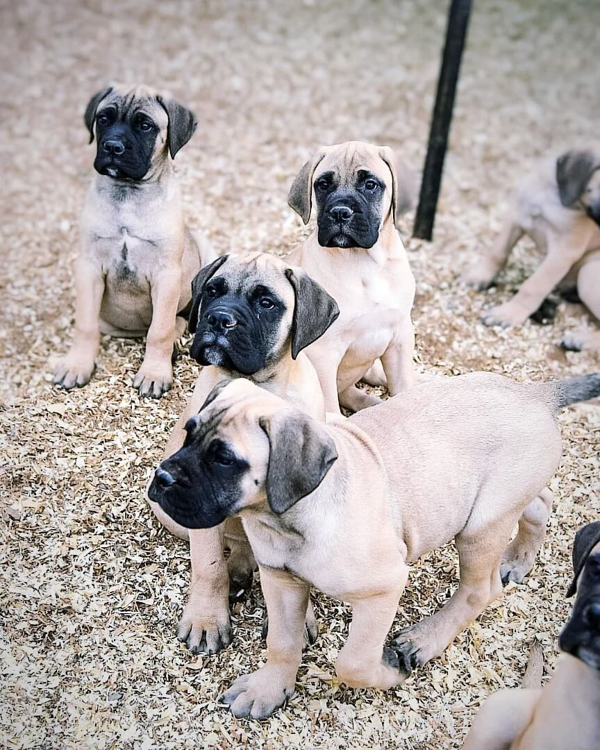 Camada Criador de BullMastiff