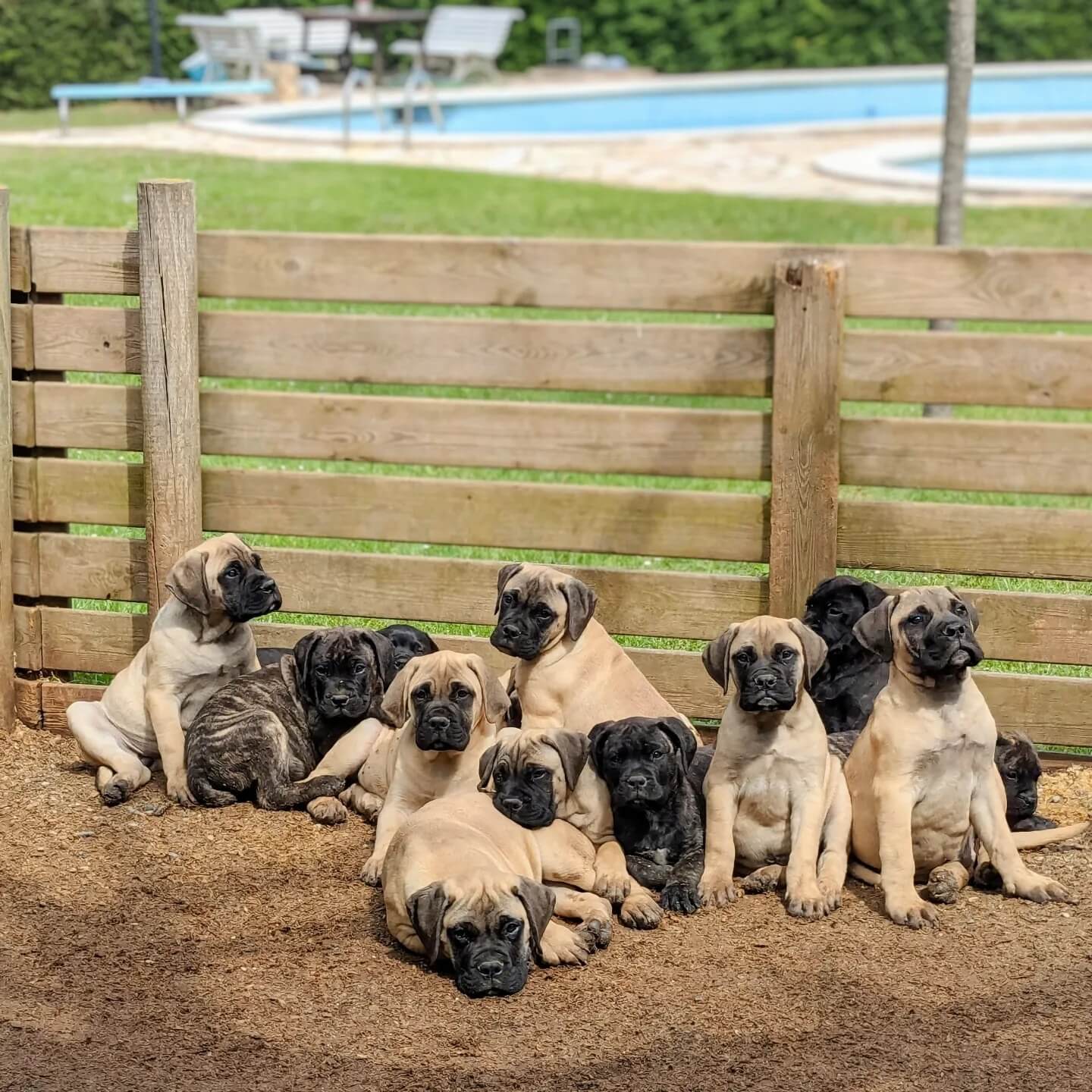 Criador de BullMastiff Gorg Negre