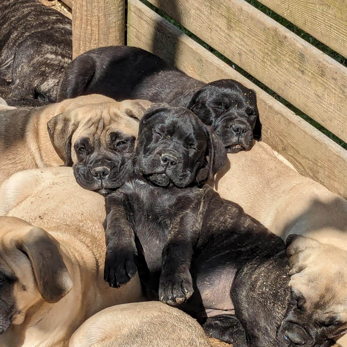 Criadores Bullmastiff