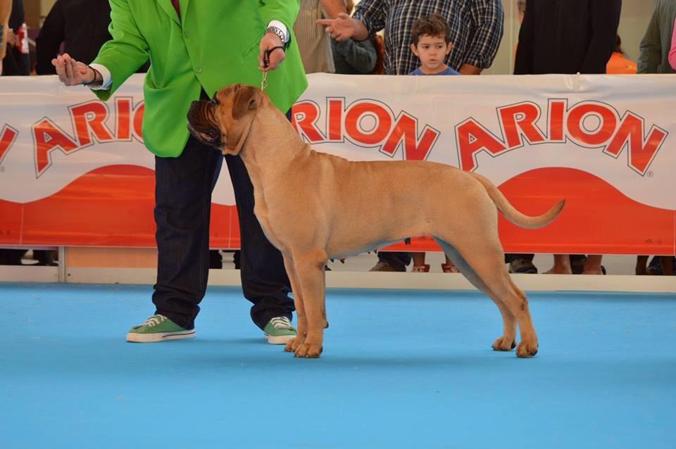 Camada Criador de BullMastiff