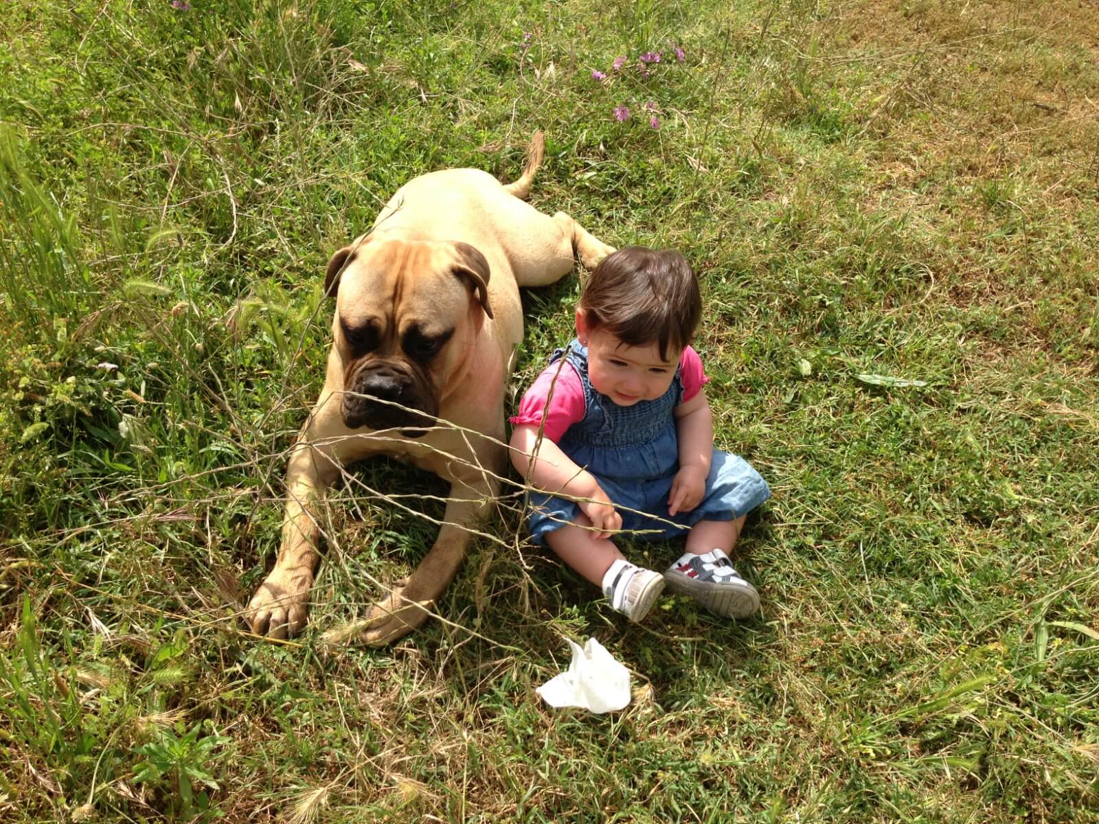 Criadores Bullmastiff